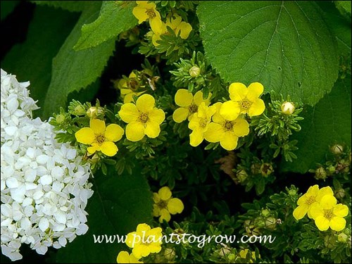 Gold Drop Potentilla sharing some space with a Hydrangea.